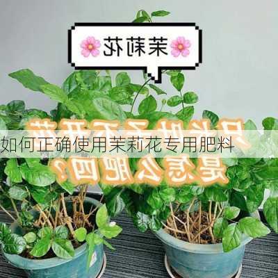 如何正确使用茉莉花专用肥料