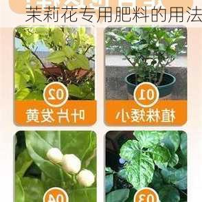 茉莉花专用肥料的用法