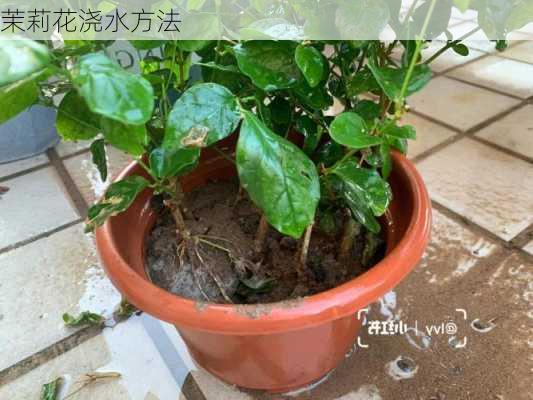 茉莉花浇水方法