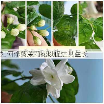 如何修剪茉莉花以促进其生长