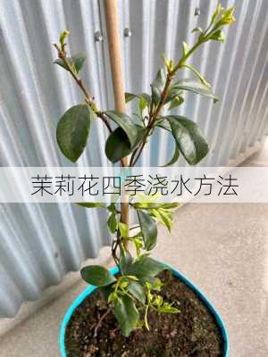 茉莉花四季浇水方法