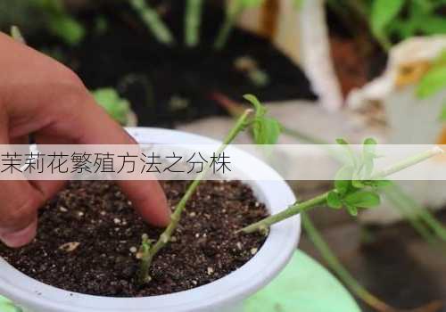 茉莉花繁殖方法之分株