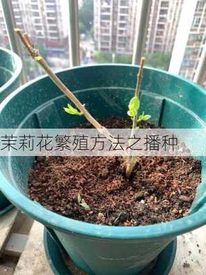 茉莉花繁殖方法之播种