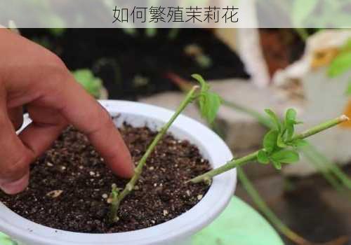 如何繁殖茉莉花