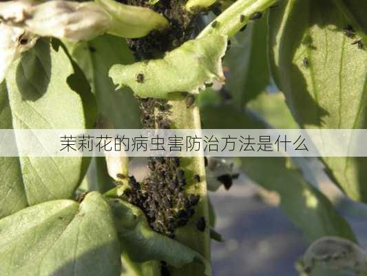 茉莉花的病虫害防治方法是什么