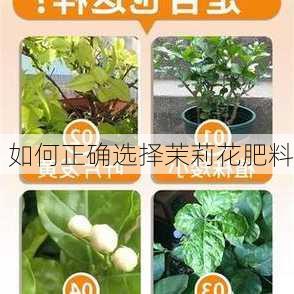 如何正确选择茉莉花肥料