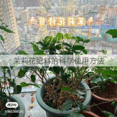 茉莉花肥料的科学使用方法