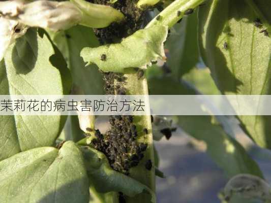 茉莉花的病虫害防治方法