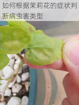 如何根据茉莉花的症状判断病虫害类型