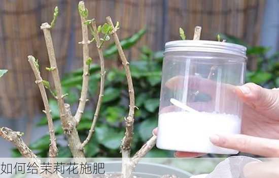 如何给茉莉花施肥