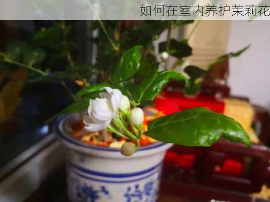 如何在室内养护茉莉花