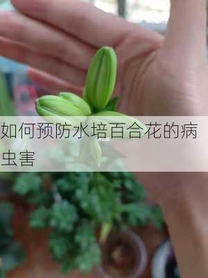 如何预防水培百合花的病虫害