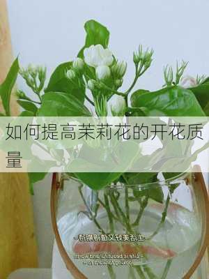 如何提高茉莉花的开花质量