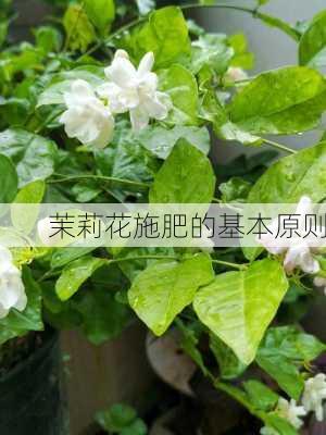 茉莉花施肥的基本原则