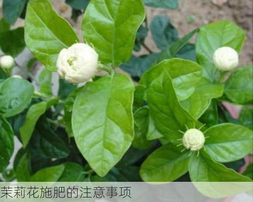 茉莉花施肥的注意事项