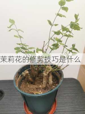 茉莉花的修剪技巧是什么