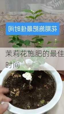 茉莉花施肥的最佳时间