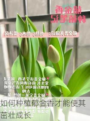 如何种植郁金香才能使其茁壮成长