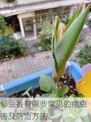 郁金香有哪些常见的病虫害及防治方法