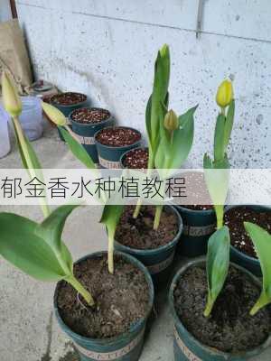 郁金香水种植教程