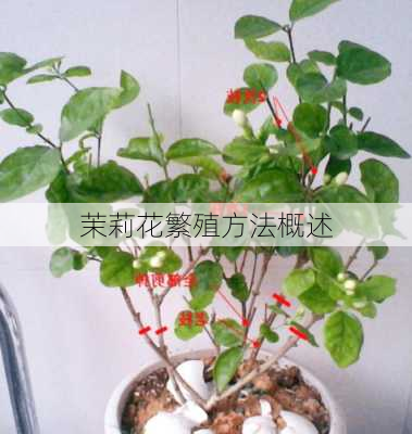 茉莉花繁殖方法概述