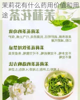 茉莉花有什么药用价值和用途