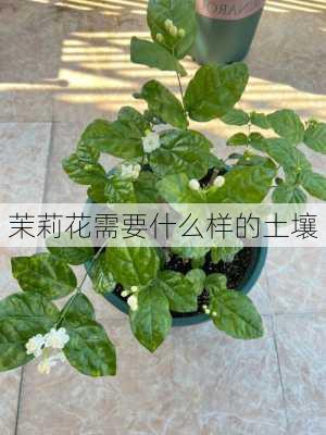 茉莉花需要什么样的土壤