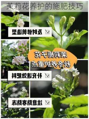 茉莉花养护的施肥技巧