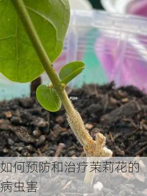 如何预防和治疗茉莉花的病虫害