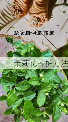 茉莉花养护方法