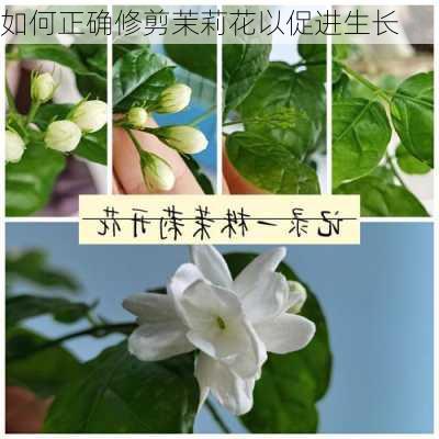 如何正确修剪茉莉花以促进生长