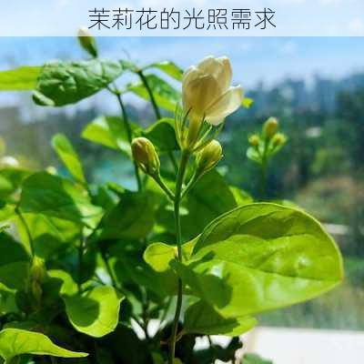 茉莉花的光照需求