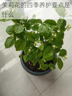 茉莉花的四季养护要点是什么