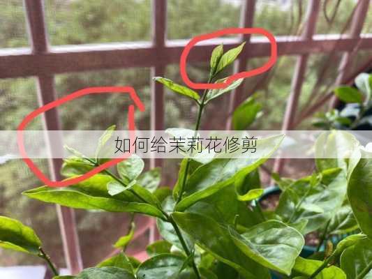 如何给茉莉花修剪