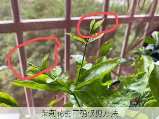 茉莉花的正确修剪方法