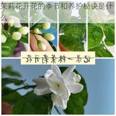 茉莉花开花的季节和养护秘诀是什么