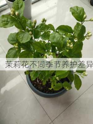 茉莉花不同季节养护差异