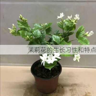 茉莉花的生长习性和特点