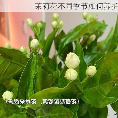 茉莉花不同季节如何养护