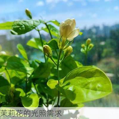 茉莉花的光照需求