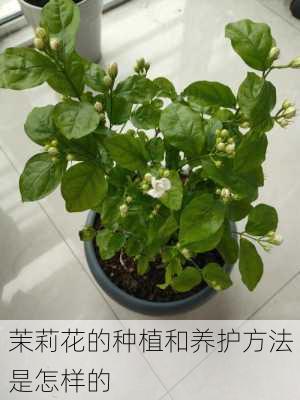 茉莉花的种植和养护方法是怎样的