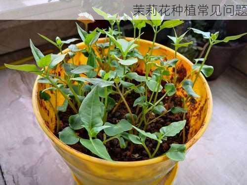 茉莉花种植常见问题