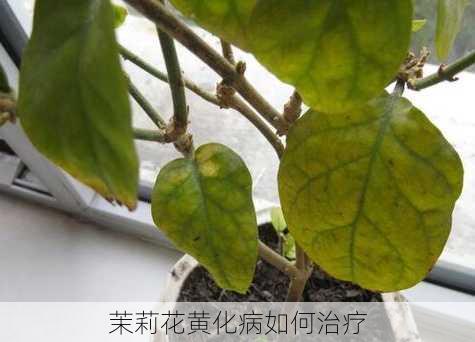 茉莉花黄化病如何治疗