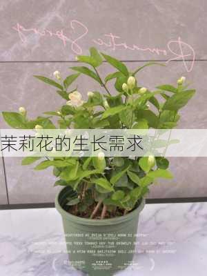 茉莉花的生长需求