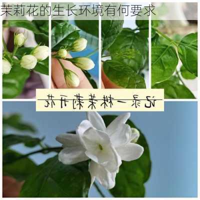 茉莉花的生长环境有何要求