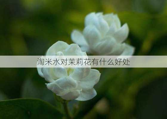 淘米水对茉莉花有什么好处