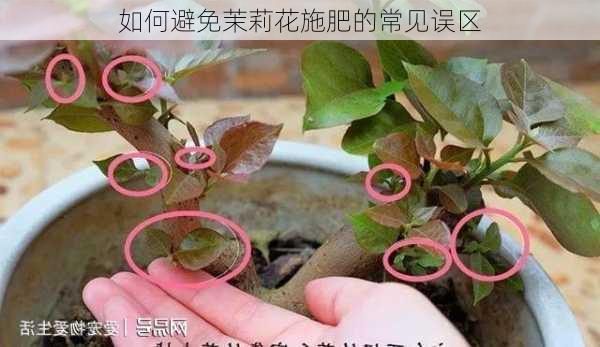 如何避免茉莉花施肥的常见误区