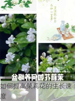 如何提高茉莉花的生长速度