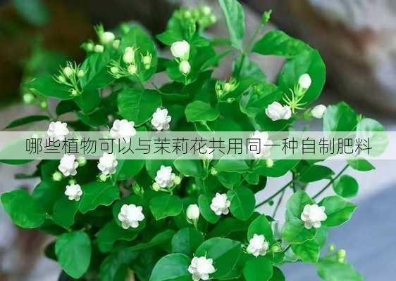 哪些植物可以与茉莉花共用同一种自制肥料