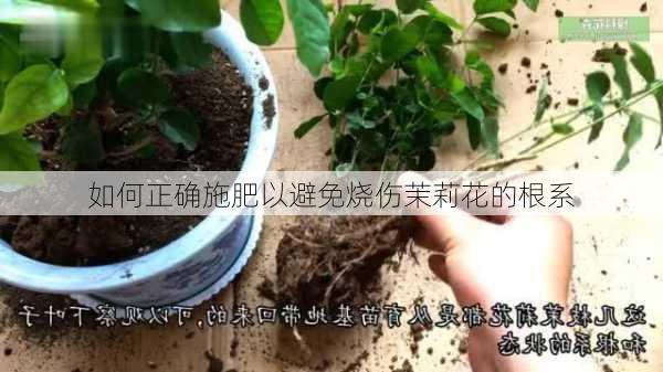 如何正确施肥以避免烧伤茉莉花的根系